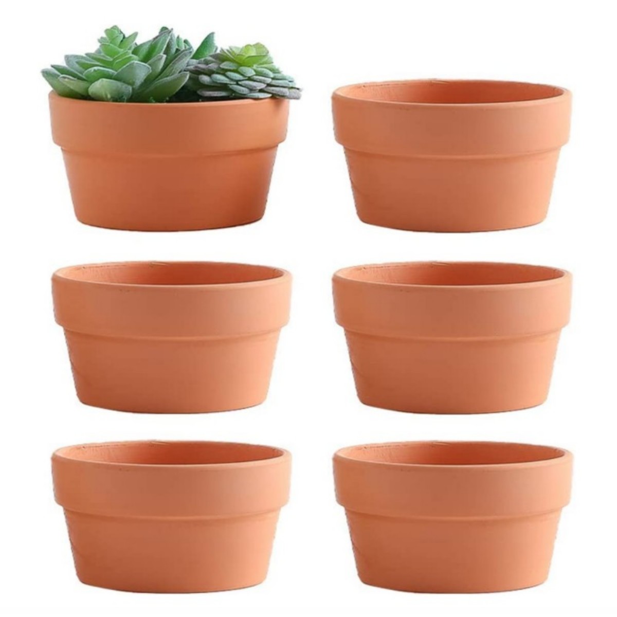 排水穴、植木鉢、多肉植物、3.5 