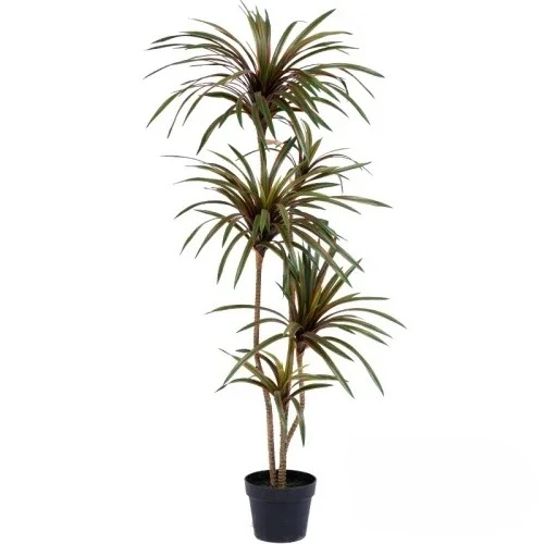 シミュレーションカラフルポニーテールアイアンドラセナマージナ - Dracaena Marginata のレビューと価格