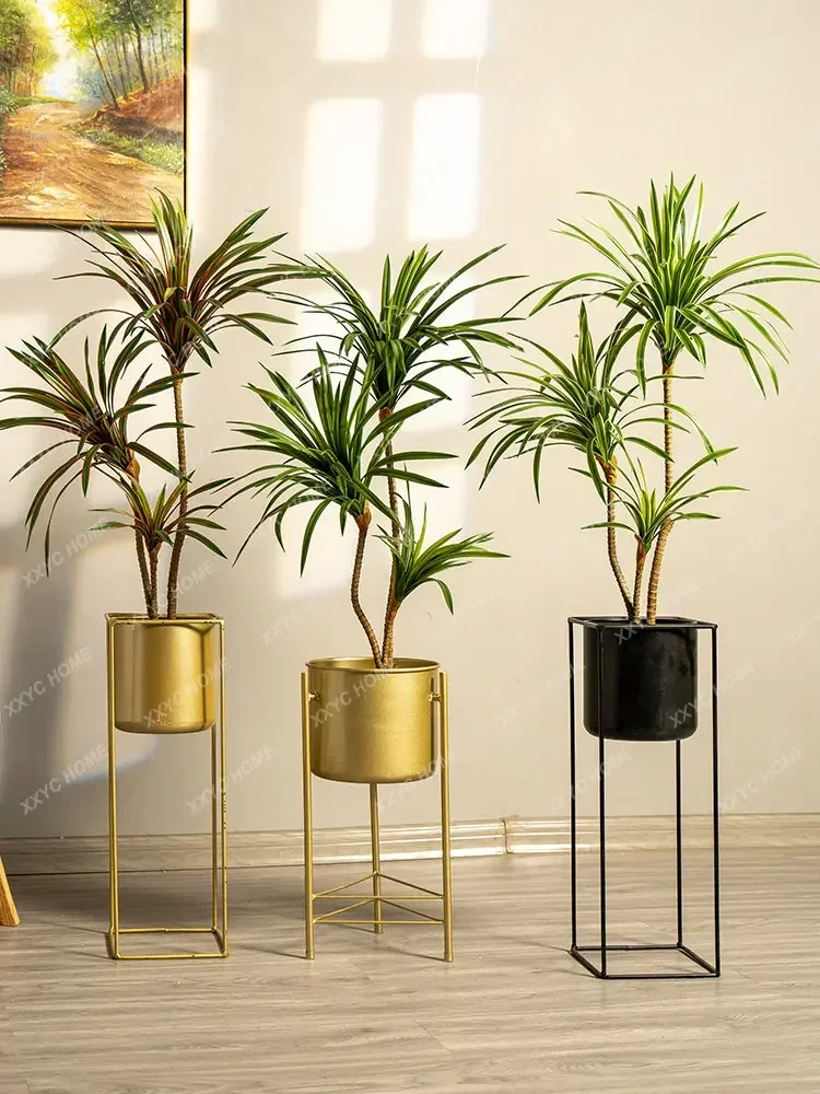 シミュレーションカラフルポニーテールアイアンドラセナマージナ - Dracaena Marginata のレビューと価格