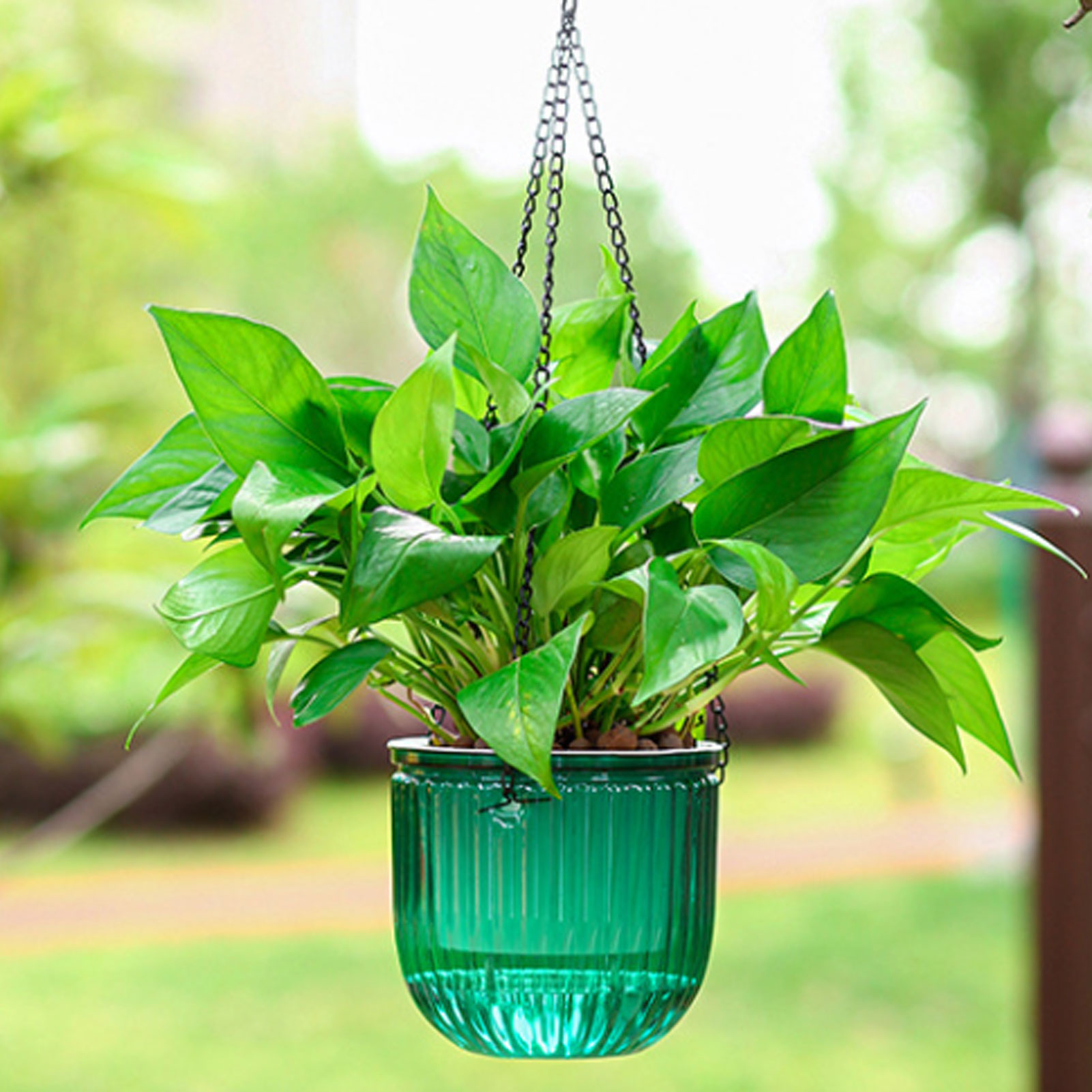 自動給水植木鉢 透明吊り下げフラワーバスケット ポトス、スパ - Spider Plant Hanging のレビューと価格