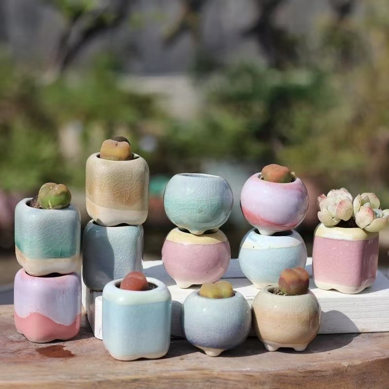 6 個ミニ植木鉢多肉植物小さな多肉植物セラミックス植木鉢ホー - Echeveria Succulent のレビューと価格