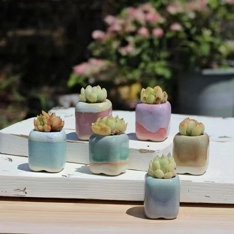 6 個ミニ植木鉢多肉植物小さな多肉植物セラミックス植木鉢ホー - Echeveria Succulent のレビューと価格